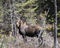 Moose Photo Stock. Moose in the forest in the springtime displaying brown coat with a blur forest background in its environment