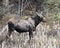 Moose Photo Stock. Walking in cattail foliage in the forest in the springtime displaying brown coat with a blur forest background