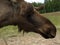 Moose portrait