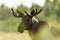 Moose portrait at daylight in the bog