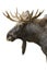 Moose portrait isolated