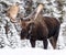 A Moose Portrait During Rut Season