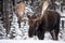 A Moose Portrait During Rut Season