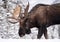 A Moose Portrait During Rut Season