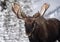 A Moose Portrait During Rut Season