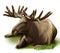 Moose resting. Male adult moose with big horns. Il