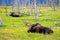 Moose Resting in Meadow