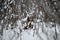 Moose resting in snowy forest