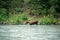 Moose on the river Alaska