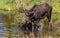 A Moose Roaming in the Wetlands in Spring