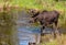 A Moose Roaming in the Wetlands in Spring