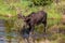 A Moose Roaming in the Wetlands in Spring