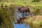 A Moose Roaming in the Wetlands in Spring