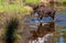 A Moose Roaming in the Wetlands in Spring