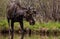 A Moose Roaming in the Wetlands in Spring