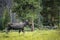 Moose in Rocky Mountains Colorado