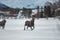 Moose running in the snowy landscape