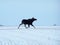 Moose running in winter