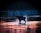 Moose shaking by the lake at Rocky Mountain National Park in Colorado during sunrise