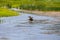 Moose at Sheep Lake