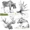 Moose sketch. Wild animal illustration.