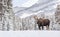 Moose in Snow in Jasper Canada