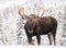 Moose in Snow in Jasper Canada