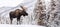 Moose in Snow in Jasper Canada
