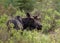 Moose on a spring morning