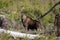 Moose standing in a deforestation area looking at the photographer