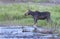 Moose standing in the edge of a river.