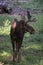 Moose Standing in the Shade of a Large Tree