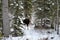 A moose stands alone in the forest in the middle of winter having a look around
