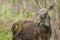 Moose in the swamp. Biebrza marshes National Park.