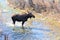 Moose takes its time on its way through a stream in Jackson Hole, Wyoming