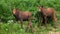 Moose Twins against grass