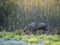 Moose wading through marsh area in Alberta, Canada