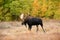 Moose, walking through autumn meadow