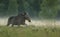 Moose walking in a meadow