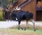 Moose, walking through resort condos