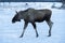 Moose walking in a snowy field in the north of Sweden