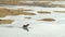 Moose walking in the swamp, spring. Cepkeliai reserve, Lithuania.