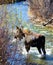 Moose walks its way through a stream in Jackson Hole, Wyoming