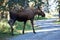 Moose in wild Alaska