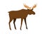 Moose, wild forest animal. Male bull elk with horns, antlers. Big woods mammal of North. Adult Northern stag profile