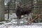 Moose. Wild life in swedish nature park Skansen, Stockholm, Sweden