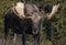 Moose in winter in Jasper, Canada