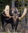 Moose in winter in Jasper, Canada