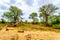 Mopane trees and trees knocked down by elephants in Kruger National Park