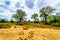 Mopane trees and trees knocked down by elephants in Kruger National Park